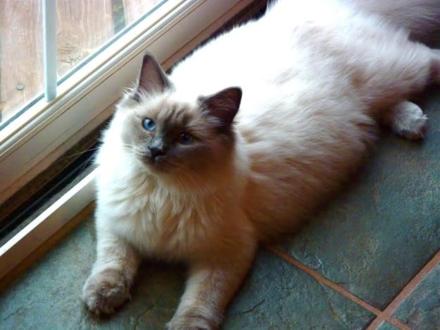 Crystal of Angelkissed Ragdolls, a Blue Point Ragdoll Cat