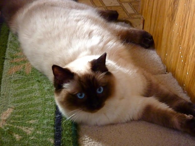 Monkey Girl of Angelkissed Ragdolls