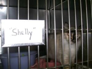 Shelly3 Shelly