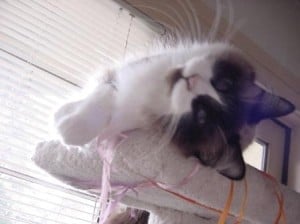 Kitty Kitty Baby Baby2 Kitty Kitty Baby Baby
