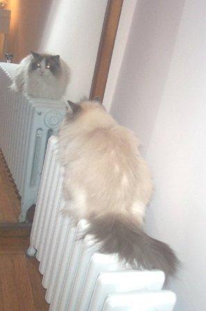 Nolte owned by Lynn Her mirror twin on the radiator. Nolte owned by Lynn Her mirror twin on the radiator.