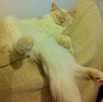 cinnamon ragdoll