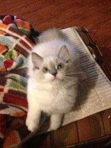 Roxi Blu – Chaton Ragdoll du mois