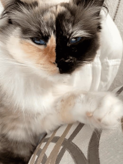 Prada 5 year old Seal Tortie Ragdoll cat from Kansas Ragdolls bred by Leanna at House of Steward Ragdolls