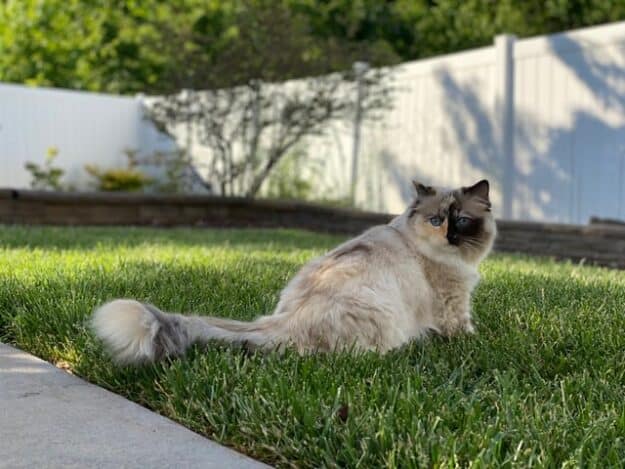 Prada 5 year old Seal Tortie Ragdoll cat from Kansas Ragdolls bred by Leanna at House of Steward Ragdolls Prada 5 year old Seal Tortie Ragdoll cat from Kansas Ragdolls bred by Leanna at House of Steward Ragdolls