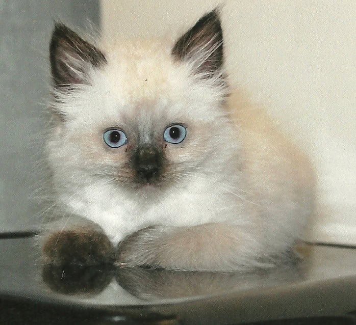 Tobee - Ragdoll of the Week Tobee 7 weeks old