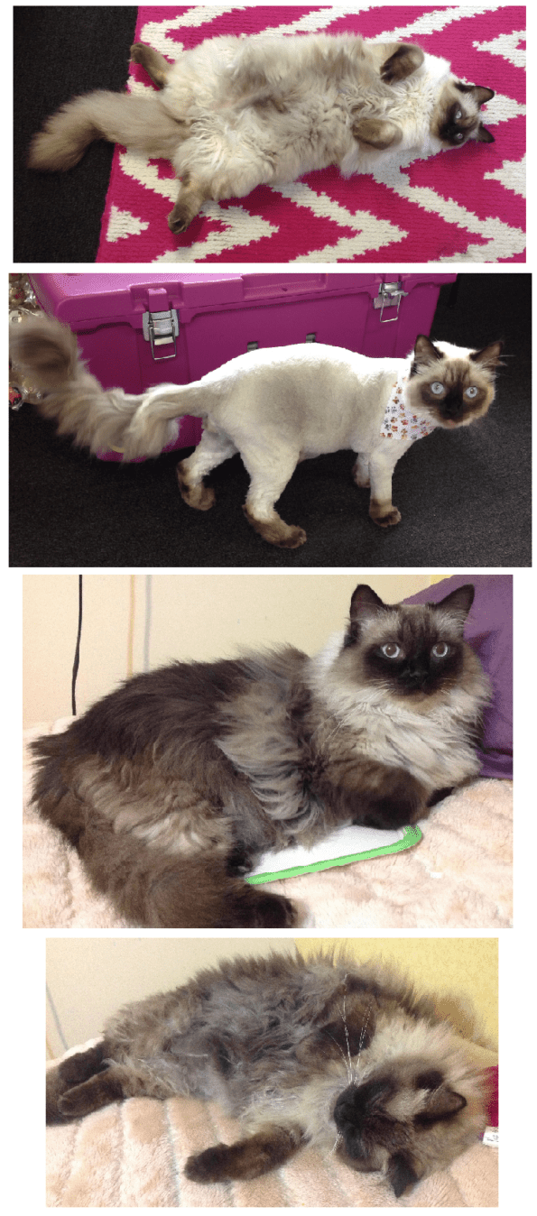 Shaving a Ragdoll Cat Ragdoll Cat Color Change After Shaving Fur