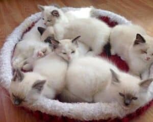 WilletteRagdol Cattery - Ragdoll Breeder MA