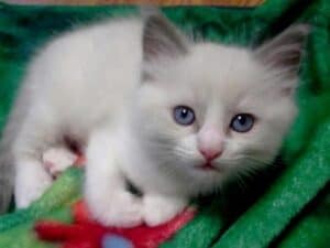 WilletteRagdol Cattery - Ragdoll Breeder MA