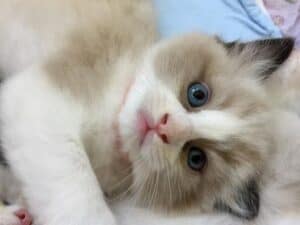 WilletteRagdol Cattery - Ragdoll Breeder MA