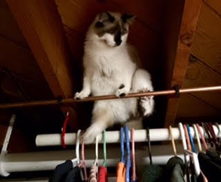 Rufus - Floppycat of the Week Daring