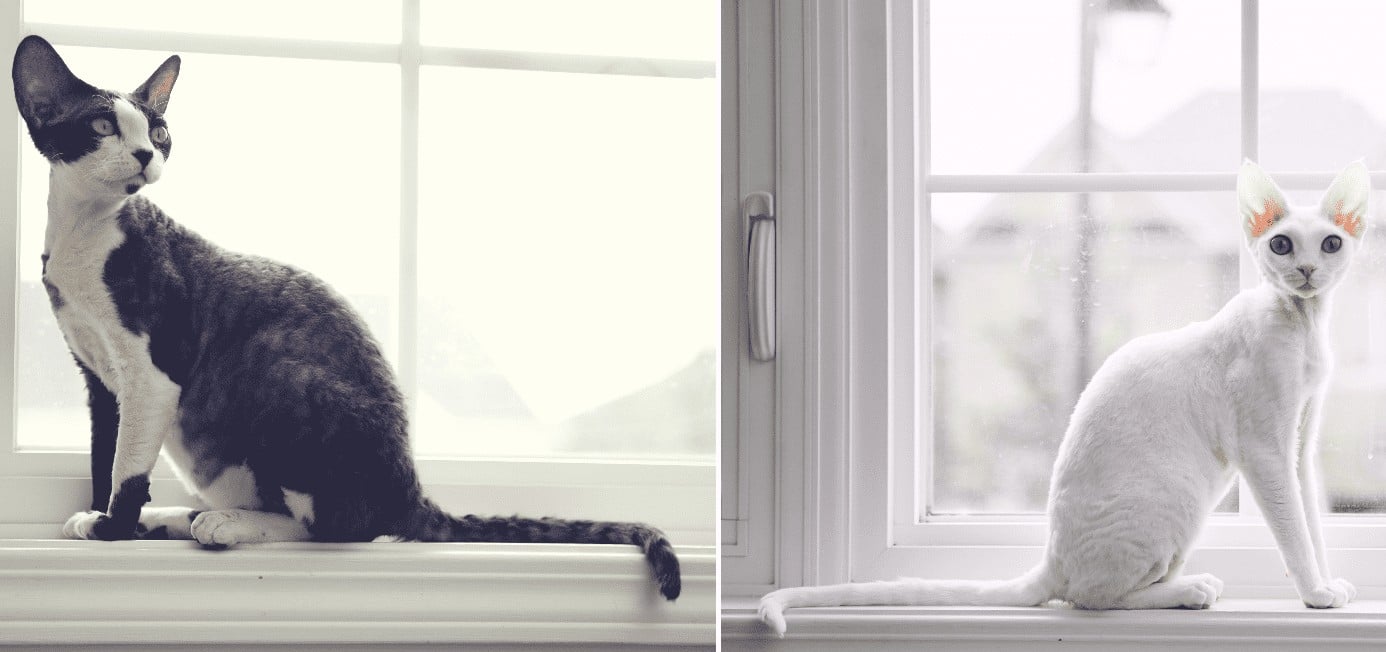 Collage of black-white and bicolor Devon Rex cats sitting in front of windows