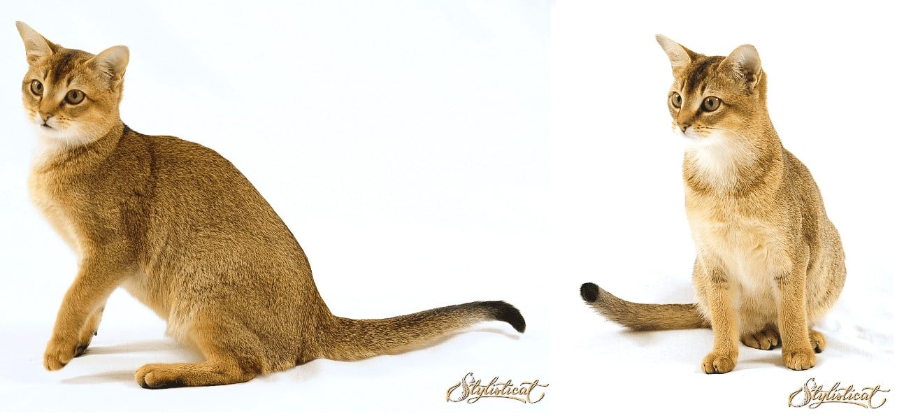 2 Chausie cats looking off to the side in a professional photo by Photo Stylisticat International