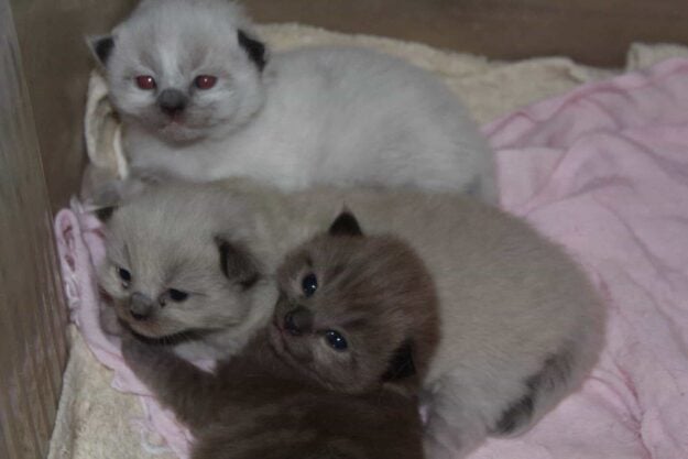 Dolly - Ragdoll of the Week