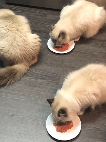 Melhor comida de gato enlatada