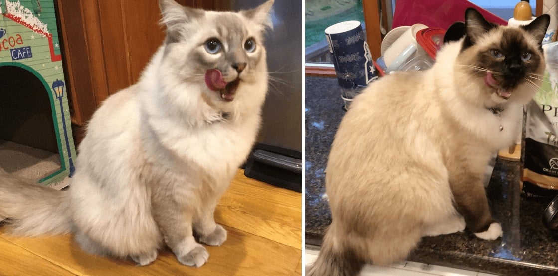 Blue point Lynx Ragdoll Shaheen and Seal Point Mitted Ragdoll Junius