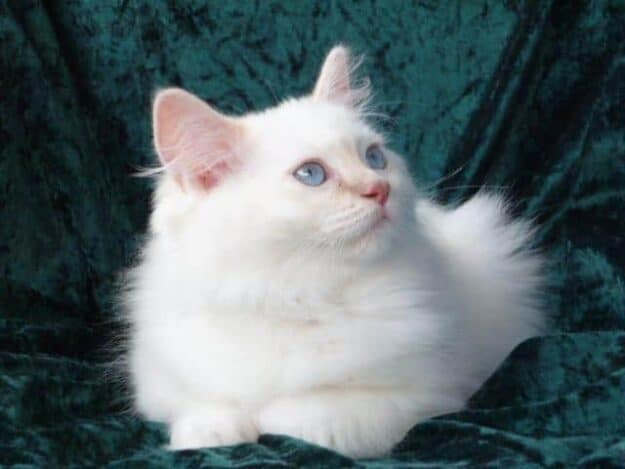 I do hope you will write about your Rainbow Ragdoll, Hershey for the site! You know you can feature him as Ragdoll of the Week.