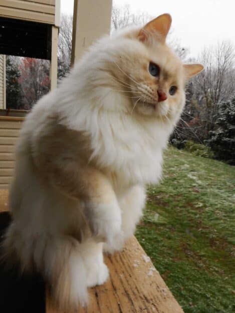 Misha - Ragdoll of the Week Mishajanuary18