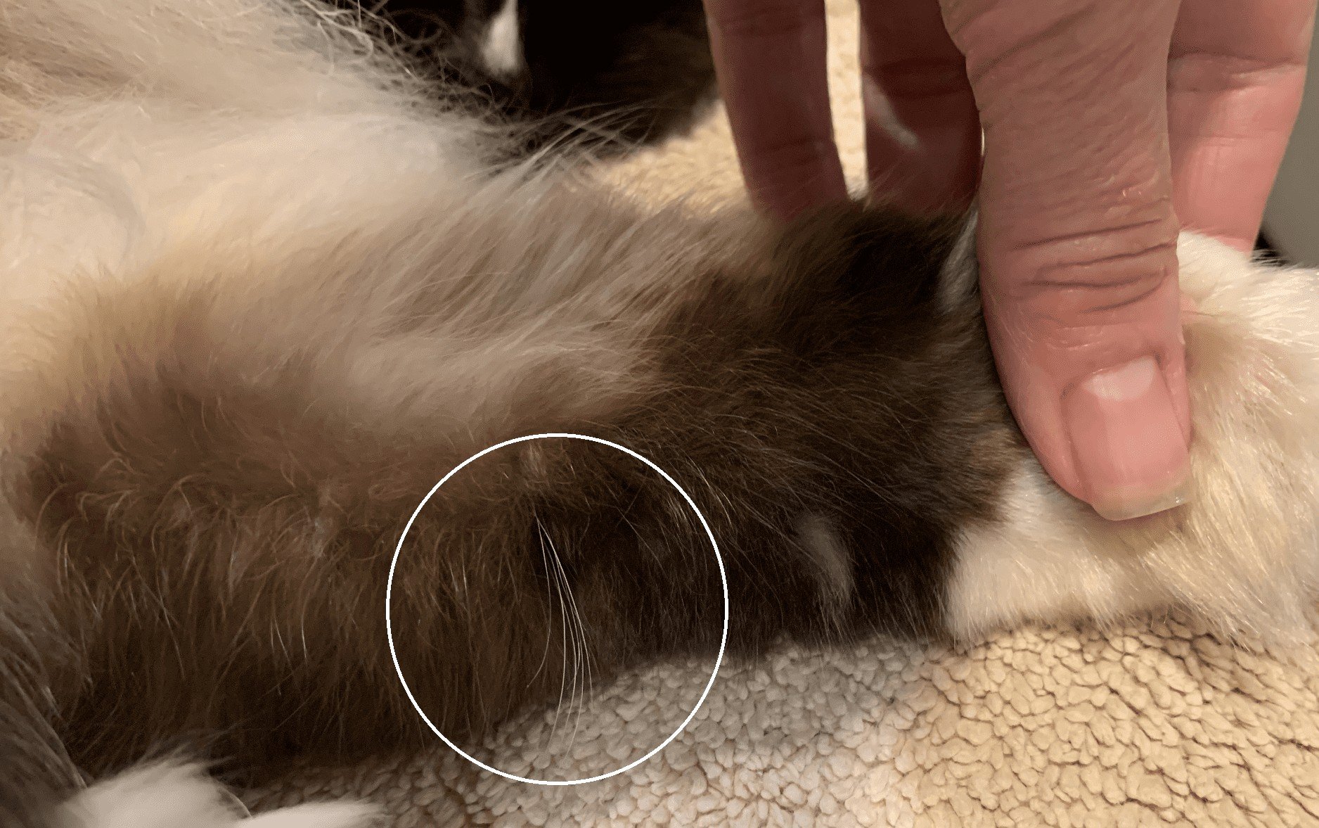 Cat Leg Whiskers Seal Mitted Ragdoll Cat Charlie Cat Leg Whiskers on Seal Mitted Ragdoll Cat Charlie