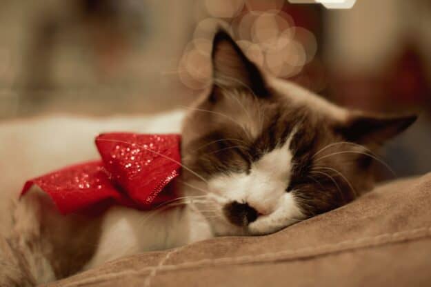 Clark - Ragdoll of the Week