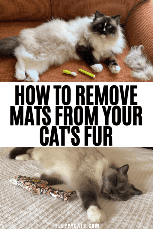 Cat Matted Fur Tips & Tricks Matted Cat Hair Solution