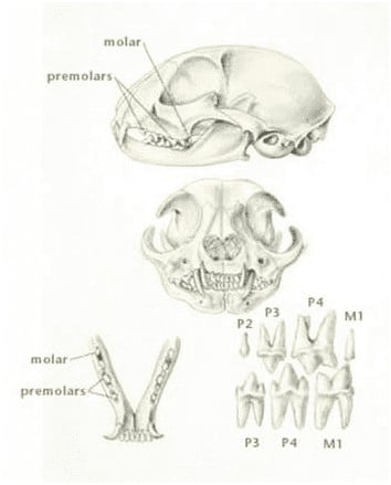 Cat Anatomy of the head