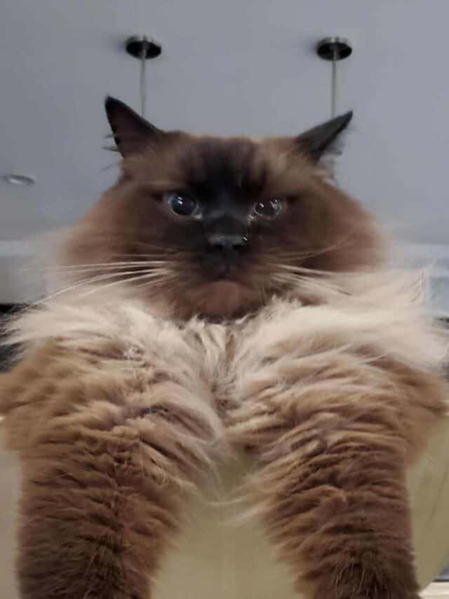 mink-ragdolls-color-pattern