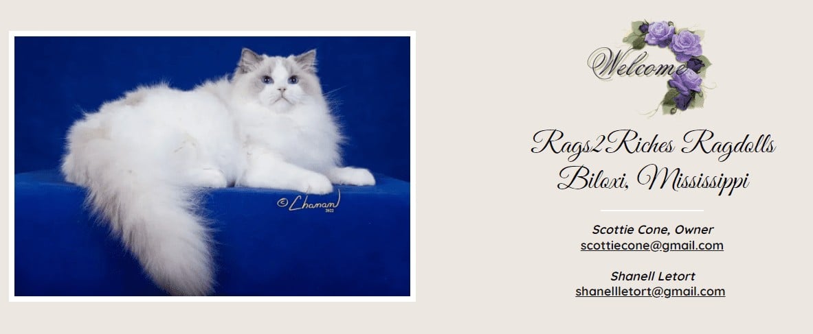 Rags2Riches Ragdolls Biloxi Mississippi