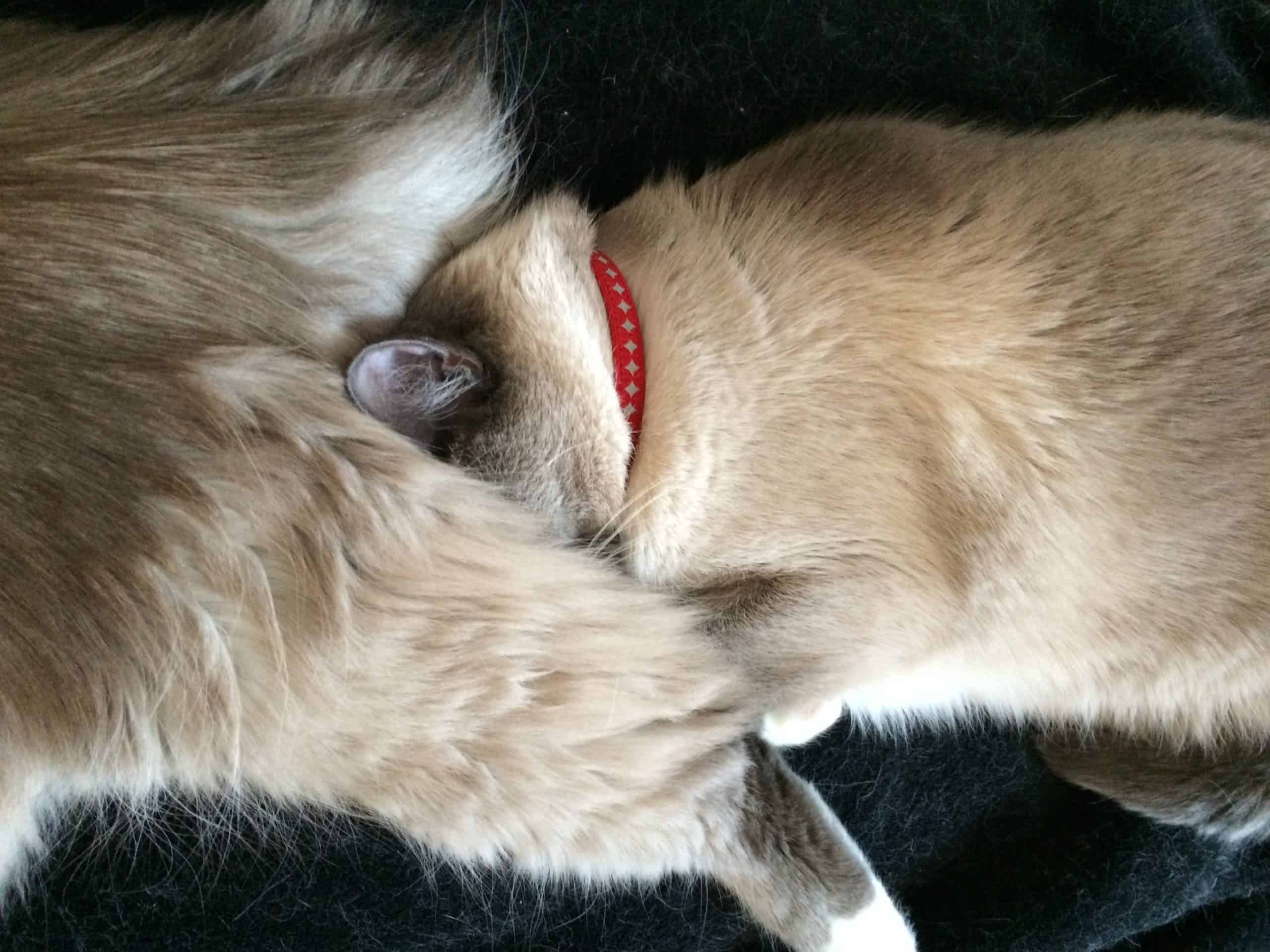 Ragdoll Cats sleeping