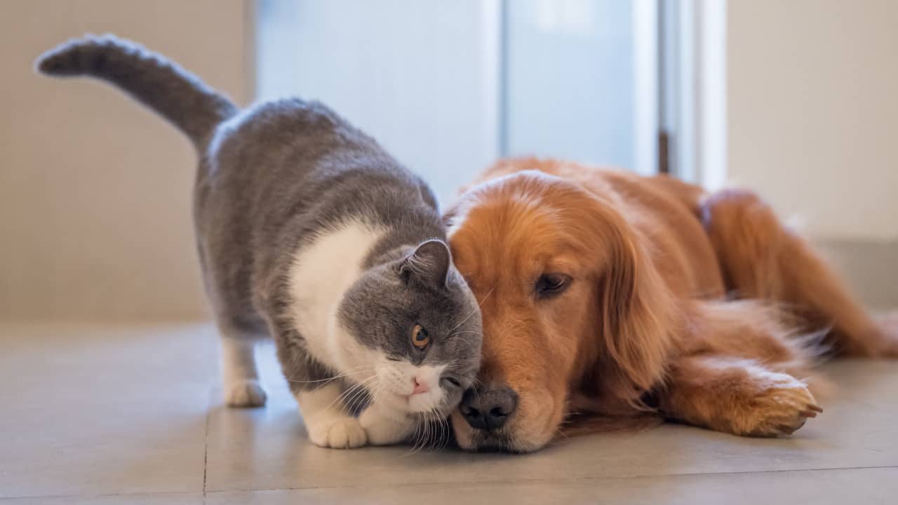 12 Reasons Why Your Cat Rubs Against You (and What It Means) Floppycats™