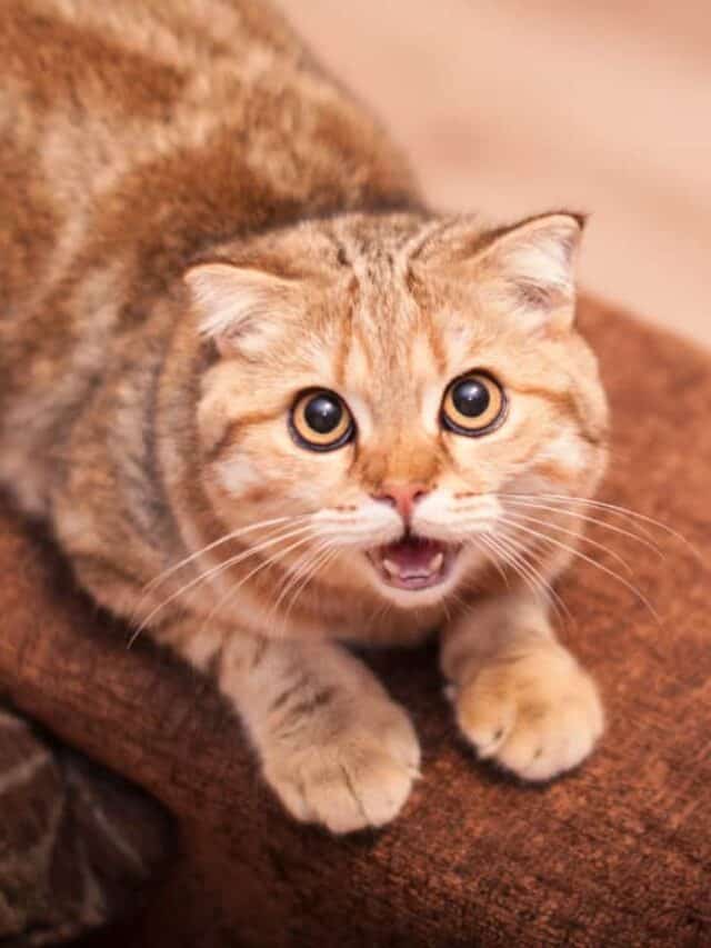 Why Do Cats Open Their Mouths When Smelling? Floppycats™