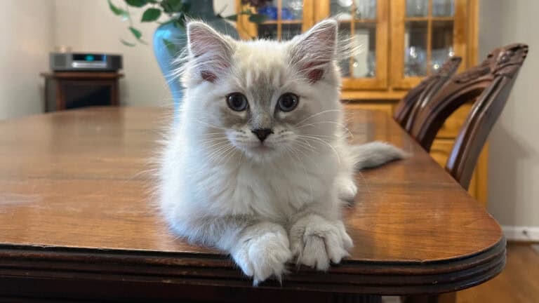 Dixie Rose - Ragdoll Kitten of the Month laying down on the dining room table