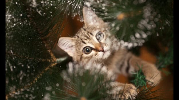 Tabby kitten climbing inside of a Christmas tree