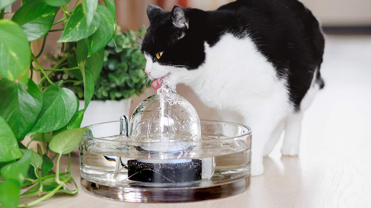 BROOK Glass Cat Fountain with a tuxedo cat drinking from it (2)