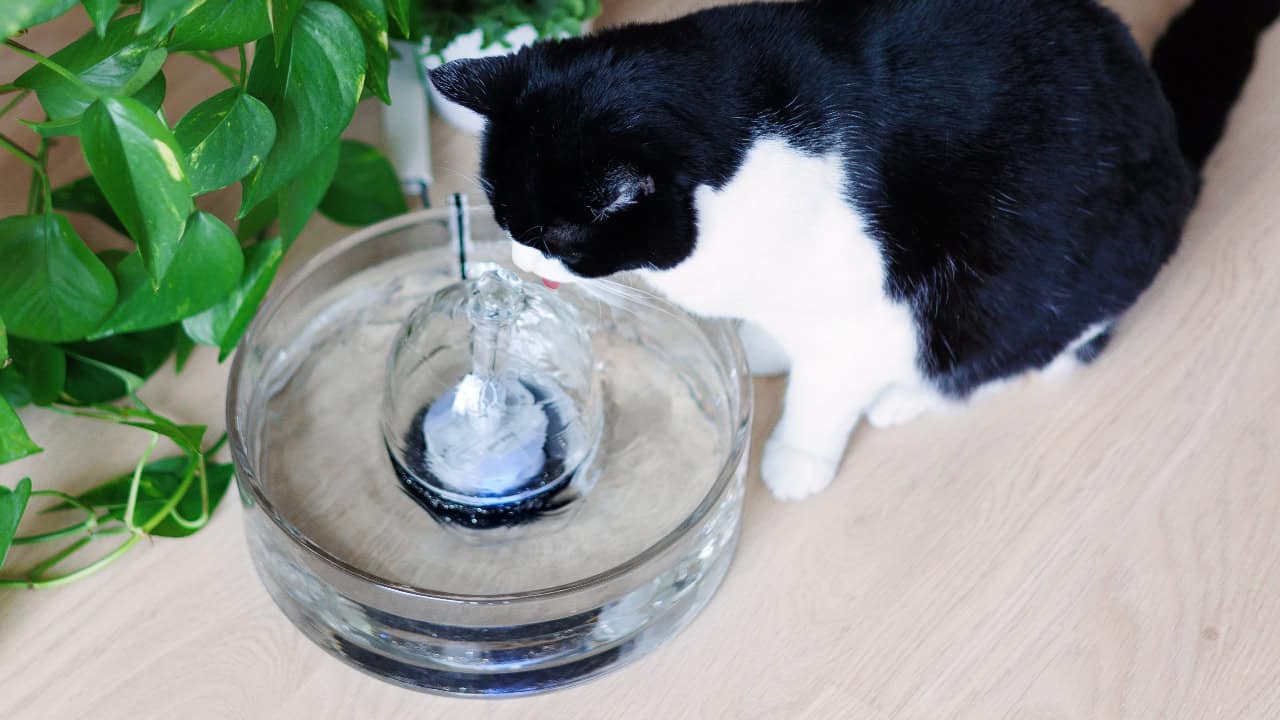 BROOK Glass Cat Fountain with a tuxedo cat drinking from it birds eye view