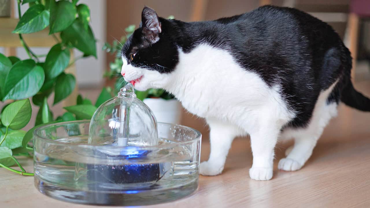 BROOK Glass Cat Fountain with a tuxedo cat drinking from it
